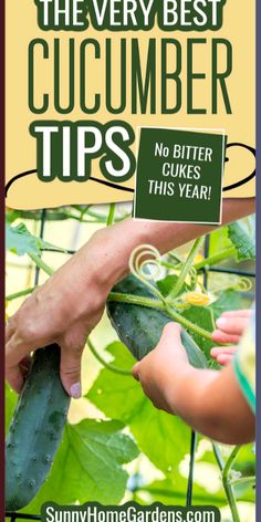 someone is picking cucumbers from the plant in their garden with text overlay