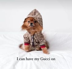 a small dog sitting on top of a bed wearing a jacket and hoodie with the words i can have my gucci on it