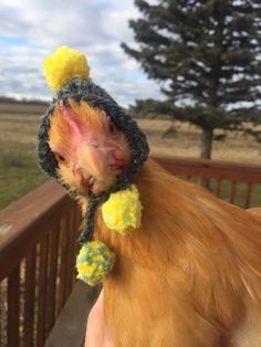 a chicken wearing a knitted hat with pompoms on it's head