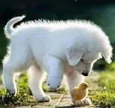 a small white dog standing next to a yellow chick