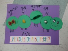 the life cycle of a butterfly made out of paper on a purple card with writing