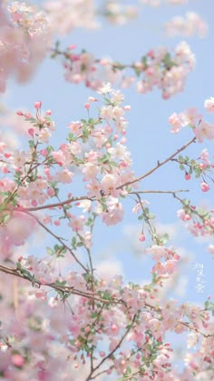 pink flowers are blooming on the branches of a tree in front of a blue sky