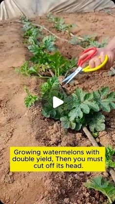 someone cutting plants with scissors in the dirt