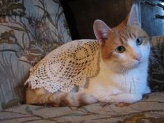 an orange and white cat sitting on top of a couch next to a lace covered pillow