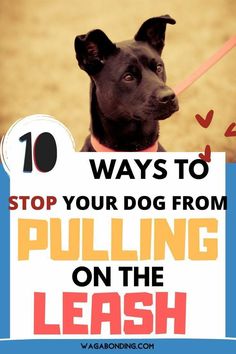 a black dog holding a sign that says 10 ways to stop your dog from pulling on the leash