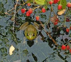 a frog in the water surrounded by berries and leaves