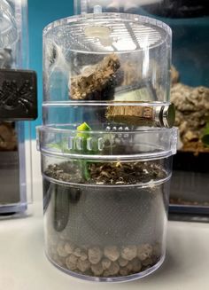 two clear containers filled with plants and rocks