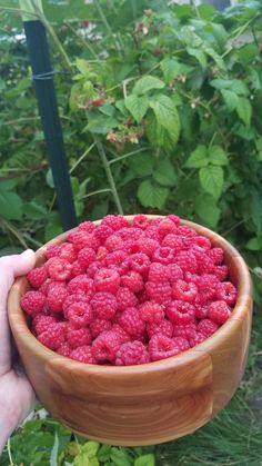 a person holding a wooden bowl full of raspberries in front of green plants