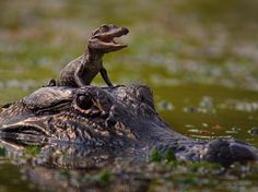 an alligator is sitting on top of another alligator in the water with it's mouth open