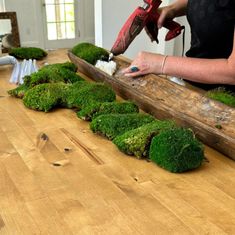 a woman is cutting moss on a wooden table