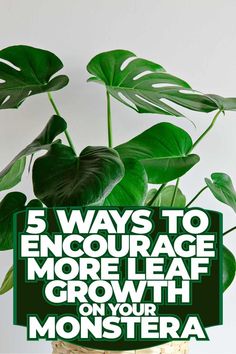 a potted plant with the words 5 ways to engage more leaf growth on your monstera