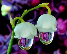 two white flowers that are next to each other with water droplets on them, and one flower is in the foreground