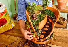 a person holding a large potted plant with plants growing out of it on top of a wooden table