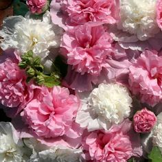 pink and white carnations are arranged together