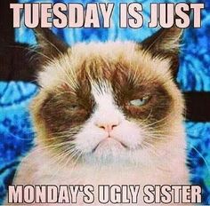 a grumpy cat with the caption today is just monday's ugly sister