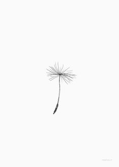 a single dandelion in the sky on a white background