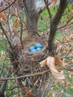 two blue eggs are in the nest of a tree