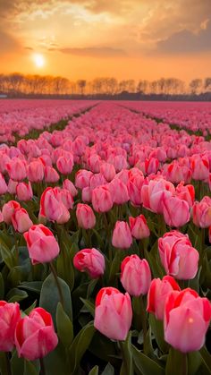 a field full of pink tulips with the sun setting in the distance behind them