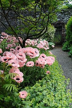 an instagram page with pink flowers and greenery in the foreground, along with a garden path