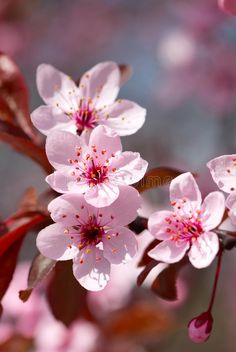 pink flowers are blooming on the tree