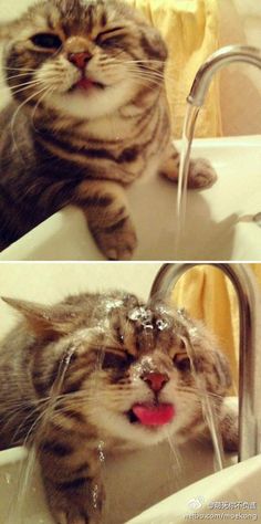 two pictures of a cat with water on its face and the caption that says, it's not raining yet