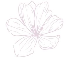 the outline of a flower is shown in light purple on a white background, as if it were drawn with pen and ink