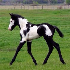 a black and white horse is running in the grass