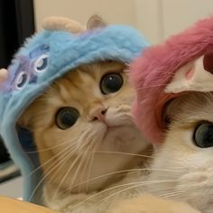 two cats with hats on their heads looking at the camera