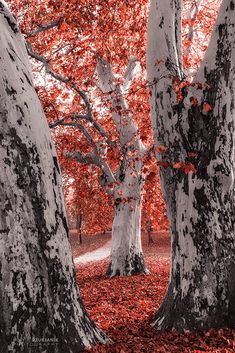 trees with red leaves on the ground