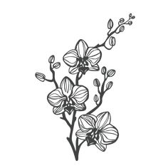 a black and white drawing of some flowers on a branch with leaves in the background