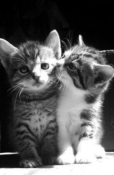 two kittens are standing next to each other