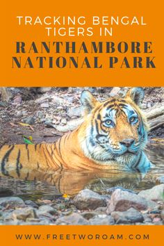 a tiger laying in the water with text reading tracking bengal tigers in rantambore national park