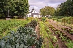 the garden is full of vegetables and plants in front of a white house with trees around it