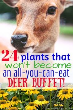 a deer with the words 24 plants that won't become an air - you - can - eat deer buffet