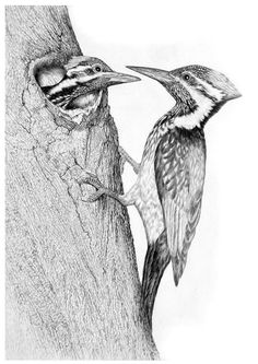 two woodpeckers in a tree looking at each other with their beaks open