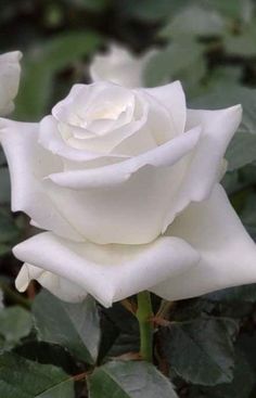 a white rose with green leaves in the background