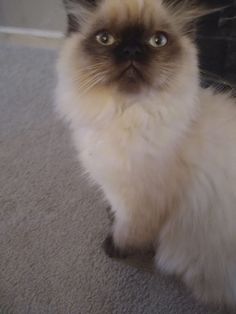 Beautiful Dollface Persian Kittens for sale near me in Ohio, USA Ohio Usa, Cat Adoption