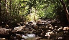 a stream running through a forest filled with lots of rocks and trees on either side