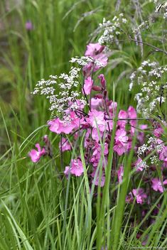 some pink flowers are growing in the grass