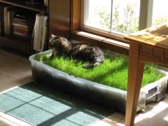 a cat laying on top of green grass in a bathtub next to a window