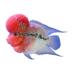 a red and white fish with the word fluff on it's side