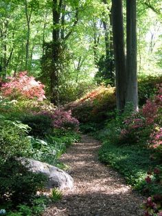 a path in the middle of a forest with lots of trees and flowers on both sides