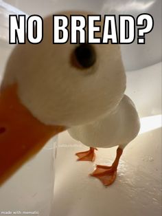 Duck meme Duck Cute, Funny Duck, A Duck, Animal Photos, Cute Animal Photos, Bread, Art