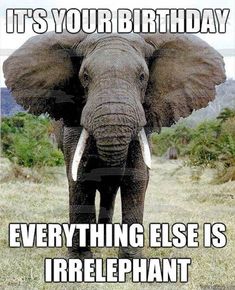 an elephant is standing in the grass with its trunk up and it's saying, it's your birthday everything else is irelephant