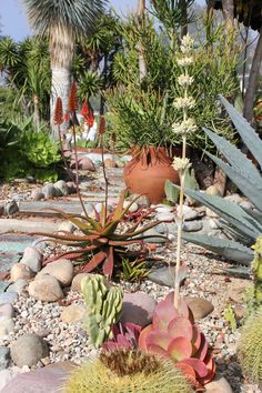 several different types of plants and rocks in a garden