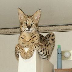 a cat that is sitting on top of a shelf with its paws in the air