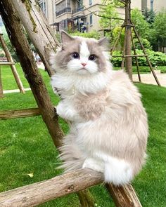 a white and gray cat sitting on top of a wooden swing set in the grass