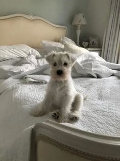 a small white dog sitting on top of a bed