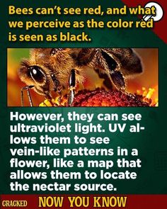 a bee with the caption bees can't see red, and what is seen as the color red is seen as black