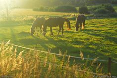 three horses grazing on grass in a field